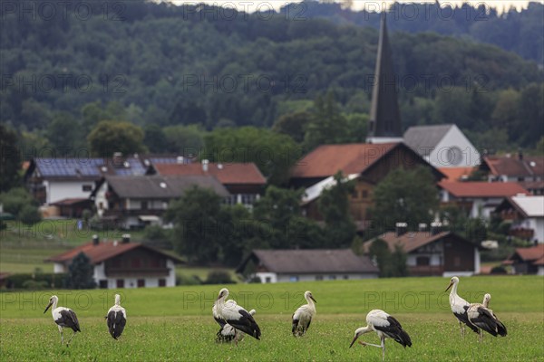 Storks in a meadow in front of a village, Großweil, Bavaria, Germany, Europe