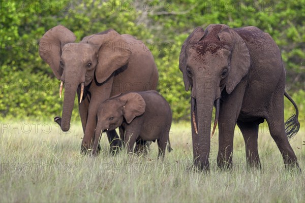African forest elephants (Loxodonta cyclotis) in a clearing in Loango National Park, Parc National de Loango, Ogooué-Maritime Province, Gabon, Africa