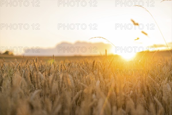 Sunset over a wide wheat field shining in golden light, Gechingen, Black Forest, Germany, Europe