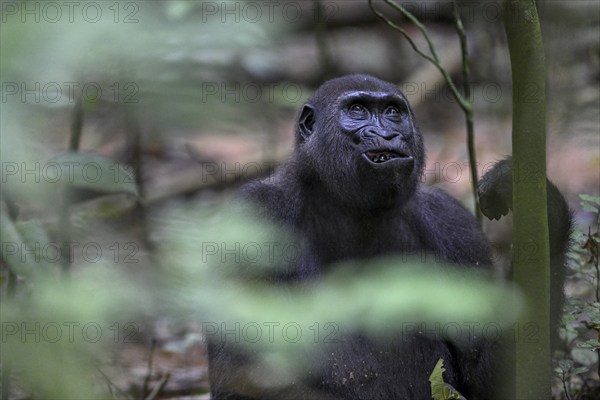 Western lowland gorilla (Gorilla gorilla gorilla) near the Baï-Hokou forest clearing, female, Dzanga-Ndoki National Park, Unesco World Heritage Site, Dzanga-Sangha Complex of Protected Areas (DSPAC), Sangha-Mbaéré Prefecture, Central African Republic, Africa