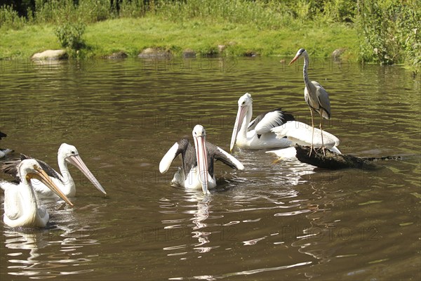 Grey heron (Ardea cinerea) australian pelicans (Pelecanus conspicillatus) and on the left a american white pelican (Pelecanus erythrorhynchos) Vogelpark Walsrode, Lower Saxony, Germany, Europe