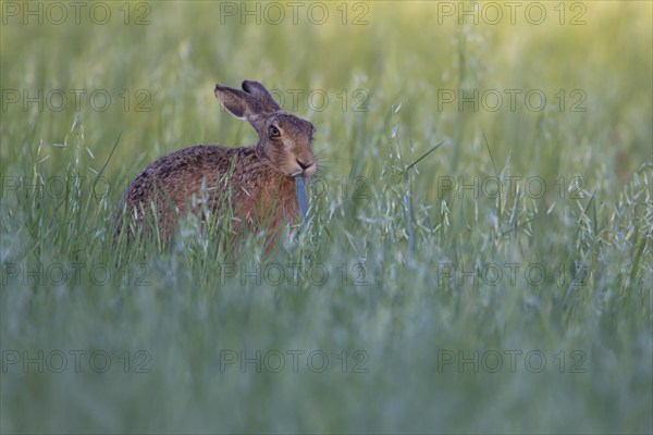 Brown hare (Lepus europaeus) adult animal feeding in a farmland cereal field in the summer, Suffolk, England United Kingdom