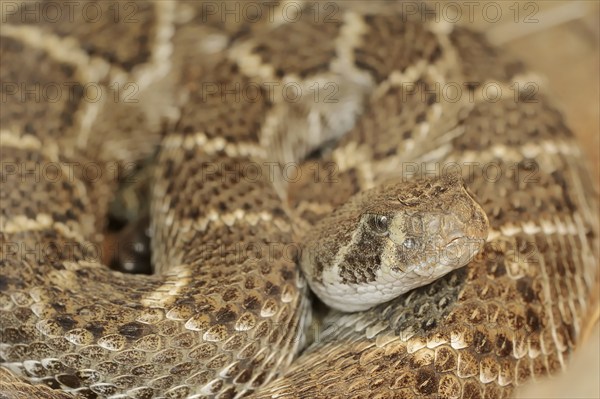 Texas rattlesnake or western diamondback rattlesnake (Crotalus atrox), captive, occurring in North America