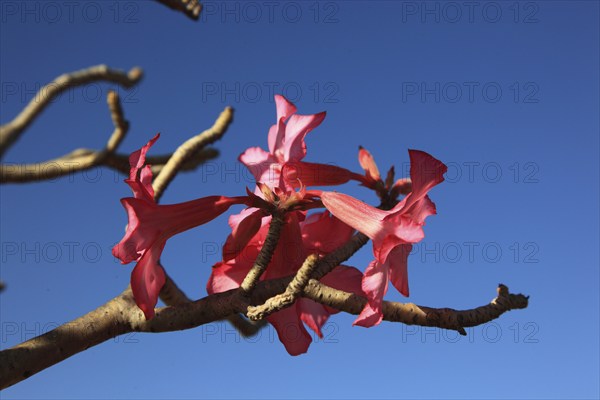 South Ethiopia, desert roses, Adenium, are a plant genus of the dogbane family, Apocynaceae, tree with flowers, Ethiopia, Africa