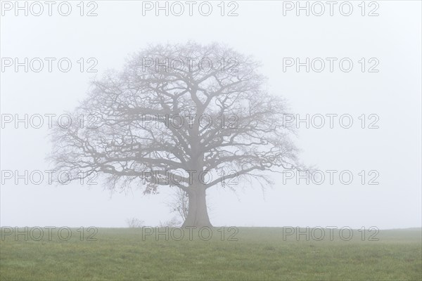 Oak tree (Quercus), bare solitary tree in a meadow in the fog, North Rhine-Westphalia, Germany, Europe