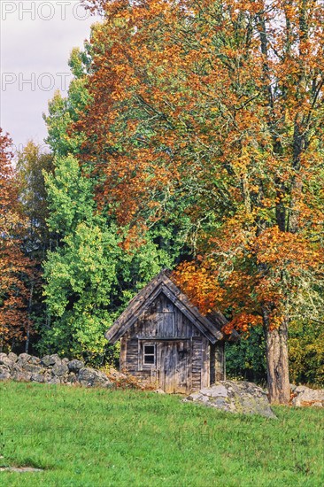 Old wooden shed by a stone wall and beautiful autumn colours on the trees by a grass meadow in the countryside