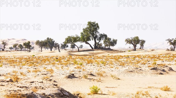Trees in front of sand dunes, green vegetation in front, Rub al Khali desert, Dhofar province, Arabian Peninsula, Sultanate of Oman