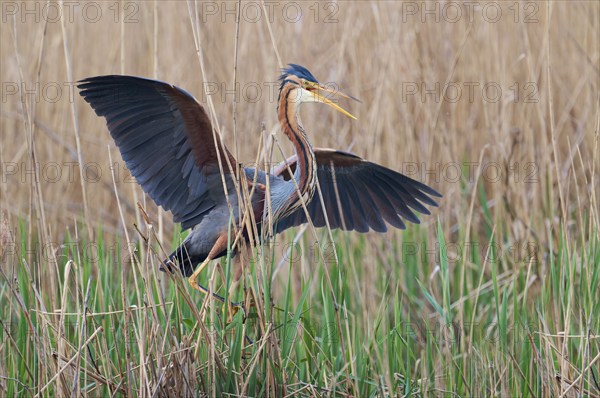 Purple heron (Ardea purpurea) at the nest, Baden-Württemberg, Germany, Europe
