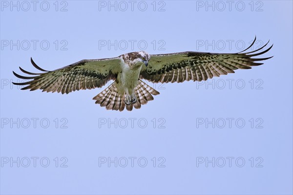 Western osprey (Pandion haliaetus) in flight, Lower Saxony, Germany, Europe