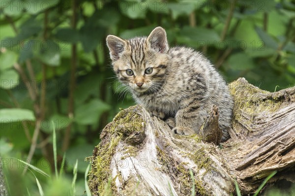 A sitting kitten on a tree trunk, surrounded by green foliage in the forest, wildcat (Felis silvestris), kittens, Germany, Europe