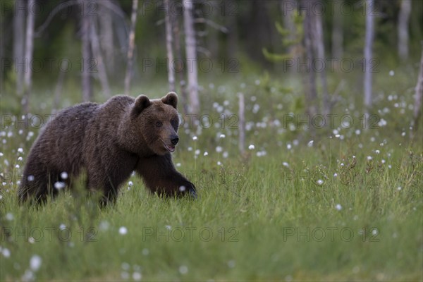 European brown bear, Karelia, Finland, Europe