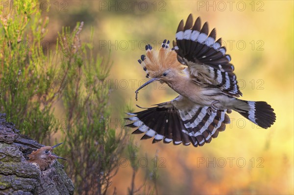 Hoopoe (Upupa epops) Bird of the Year 2022, approach with beetle larva as prey for the young bird in the breeding cavity, bonnet erected, feeding the young bird, golden hour, backlight, Middle Elbe Biosphere Reserve, Saxony-Anhalt, Germany, Europe