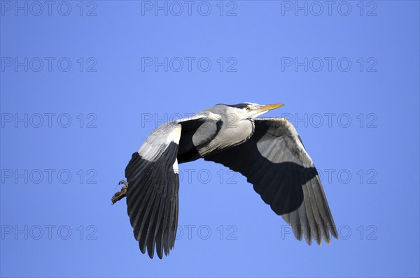 Grey heron flying in front of a blue winter sky, Münsterland North Rhine-Westphalia, December 2008