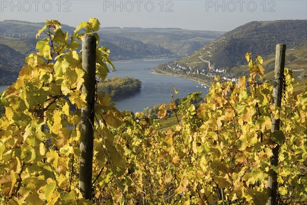 Europe, Germany, Rhineland-Palatinate, Middle Rhine, Lorch, autumn, autumn landscape, Rhine Valley, Unesco, vineyard, river, Rhine, journey, Europe