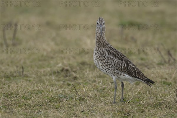 Eurasian curlew (Numenius arquata) adult bird standing on grassland, Lincolnshire, England, United Kingdom, Europe