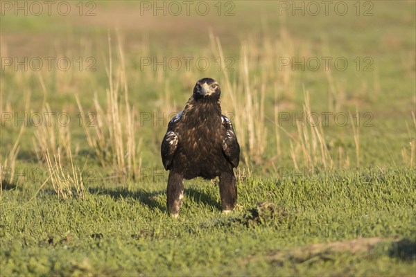 Iberian Eagle, Spanish Imperial Eagle (Aquila adalberti), Extremadura, Castilla La Mancha, Spain, Europe