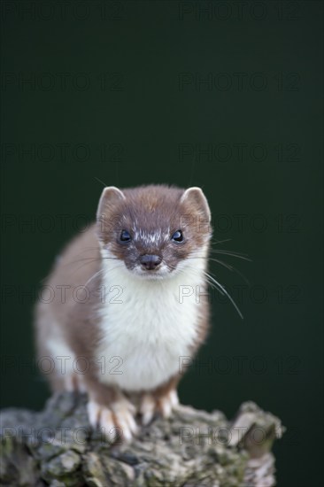 European stoat (Mustela erminea) adult animal portrait, United Kingdom, Europe