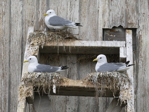 Black-legged kittiwake (Rissa tridactyla), breeding birds on nests, built on fishing harbour building ladder, May, Varanger Fjord, Norway, Europe