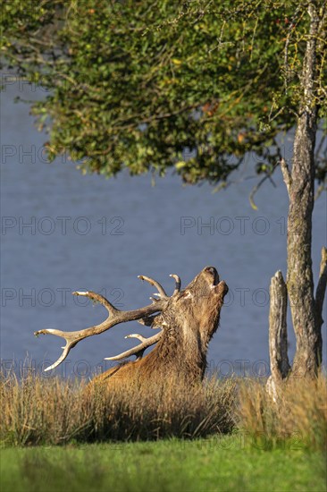 Rutting red deer (Cervus elaphus) stag with big antlers roaring under tree in grassland on lake shore during the rut in autumn, fall