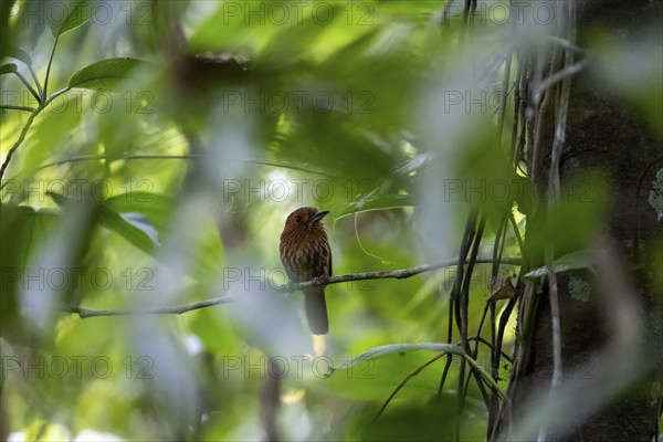 White-tailed Puffbird (Malacoptila panamensis) sitting on a branch, tropical rainforest, Corcovado National Park, Osa, Puntarena Province, Costa Rica, Central America