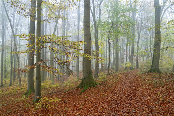 Near-natural deciduous forest in autumn with colourful leaves, copper beech (Fagus sylvatica), fog in the forest, Hainich National Park, Thuringia, Germany, Europe