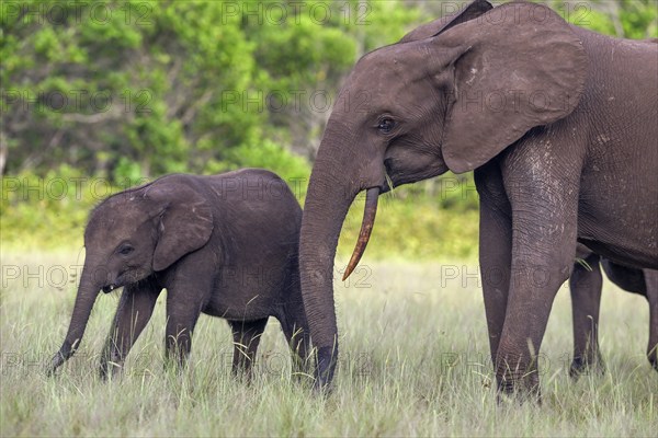 African forest elephants (Loxodonta cyclotis) in a clearing in Loango National Park, Parc National de Loango, Ogooué-Maritime Province, Gabon, Africa