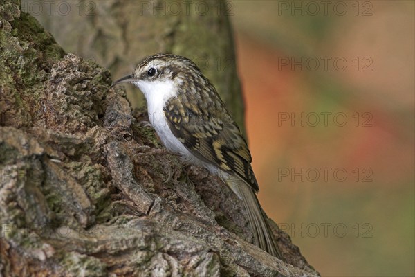 Woodcreeper, (Certhias familiaris)