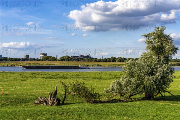 Rhine meadows near Duisburg-Baerl, on the other side of the Rhine the Thyssenkrupp Steel steelworks and Duisburg-Beeckerwerth, cargo ship, North Rhine-Westphalia, Germany, Europe