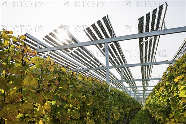 Solar plant in the vineyard, solar cells, solar modules, solar power plant, photovoltaic plant, Blankenhornsberg, near Ihringen, Kaiserstuhl, Baden-Württemberg, Germany, Europe