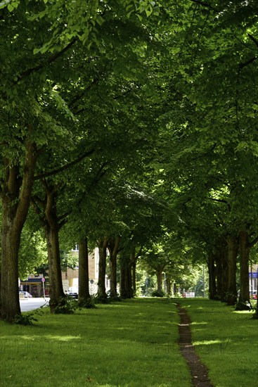 Europe, Germany, Hanseatic City of Hamburg, Altona district, Palmaille, footpath between the trees, avenue with lime trees, historic city centre, Europe