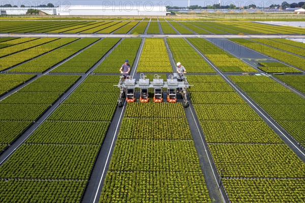 Horticultural business, broom heather plants, in flower pots, outdoors, Calluna vulgaris, are cut back to optimise the flowering behaviour, North Rhine-Westphalia, Germany, Europe