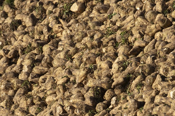 Sugar beet (Beta vulgaris) farm crop harvested roots in a pile or clamp, England, United Kingdom, Europe