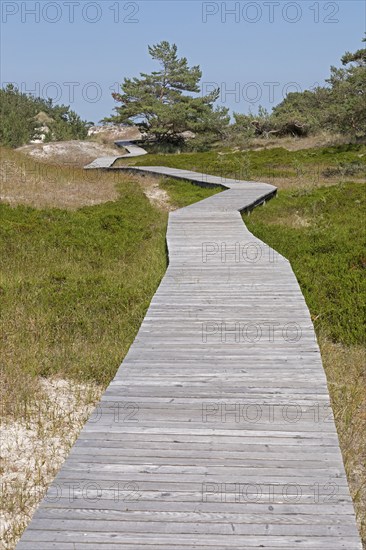 Wooden footbridge, trees, pine trees, circular hiking trail, nature reserve, Darßer Ort, Born a. Darß, Mecklenburg-Western Pomerania, Germany, Europe