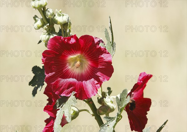 Flowering hollyhock (Alcea rosea), North Rhine-Westphalia, Germany, Europe