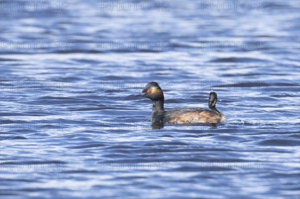Black necked grebe (Podiceps nigricollis) adult bird in breeding plumage on a lake, Yorkshire, England, United Kingdom, Europe
