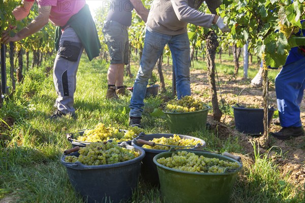 Hand-picking of Chardonnay grapes in the Palatinate in 2023 (Norbert Groß winery, Meckenheim) . The grapes are processed into Crémant