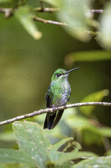 Green-fronted Brilliant Hummingbird (Heliodoxa jacula) sitting on a branch, Monteverde Cloud Forest, Monte Verde, Costa Rica, Central America