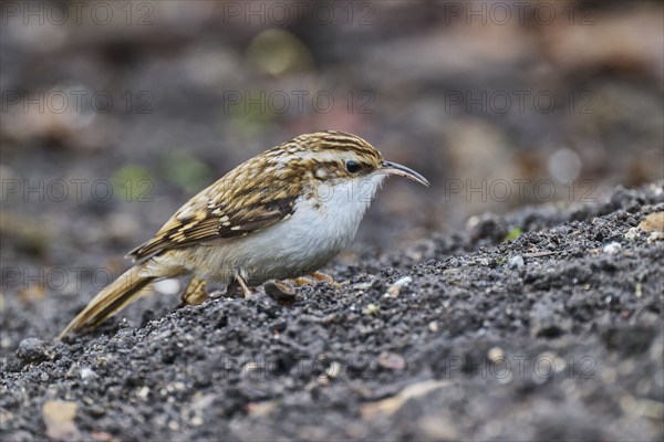 Eurasian treecreeper (Certhia familiaris), Lower Saxony, Germany, Europe