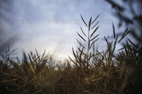 Rapeseed in the evening light on a rape field. Ziegenrück, 21.07.2024