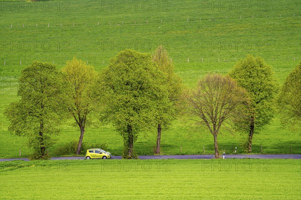 Car on a country road, green fields, meadows, trees line the 2-lane road, spring, near Schwelm, North Rhine-Westphalia, Germany, Europe