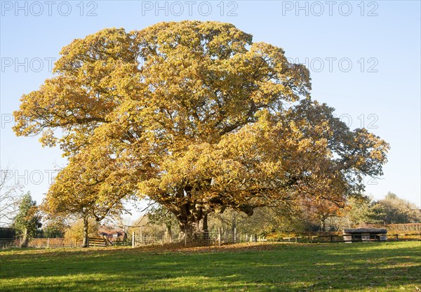 Orange brown sweet chestnut tree, Castanea saliva, autumn leaves Woodborough, Wiltshire, England, UK