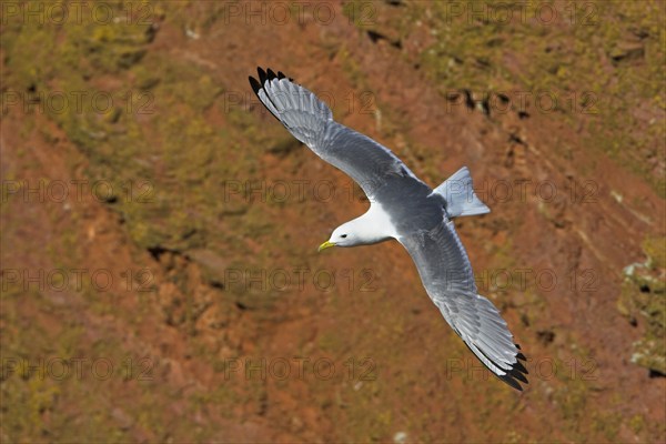 Kittiwake, flight photo, Heligoland Island, (Rissa tridactyla), Heligoland, Heligoland Island, Schleswig-Holstein, Federal Republic of Germany