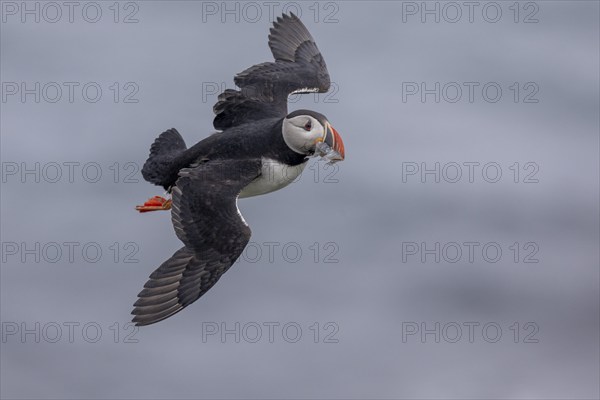 Puffin (Fratercula arctica), flying with fish in its beak, Grimsey Island, Iceland, Europe