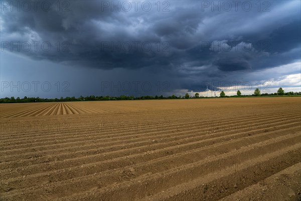 Dark rain clouds, thunderclouds over a potato field, near Grevenbroich, North Rhine-Westphalia, Germany, Europe