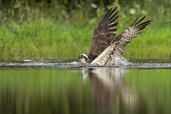 Western osprey (Pandion haliaetus) hunting, Aviemore, Scotland, Great Britain