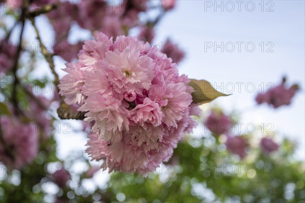 Close-up of pink cherry blossoms against a blurred blue sky, Japanese ornamental cherries, Magdeburg, Saxony-Anhalt, Germany, Europe