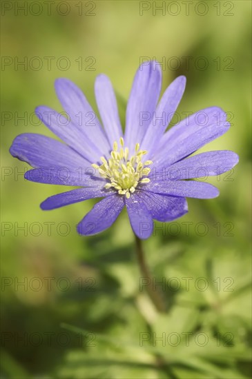 Blue anemone (Anemone apennina), flower, garden plant, North Rhine-Westphalia, Germany, Europe