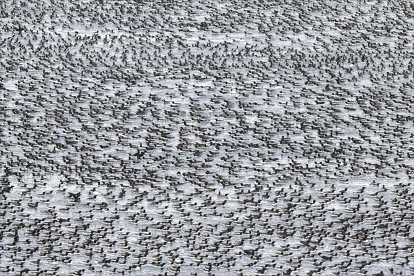 Flock of birds, common guillemots (Uria aalge) swimming in the sea, Hornoya Island, Hornøya, Vardø, Varanger Peninsula, Troms og Finnmark, Norway, Europe