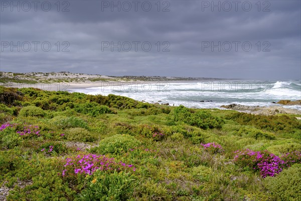 Spring blossom, wildflower bloom at Tsaarsbank beach, Postberg, West Coast National Park, West Coast National Park, Western Cape, South Africa, Africa