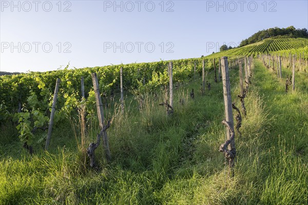 Vineyard at Korber Kopf is grubbed up due to uneconomical conditions, low yield, age, diseases, grubbing up, Korb im Remstal, Baden-Württemberg, Germany, Europe